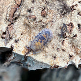 Cubaris Sp. "Opal"